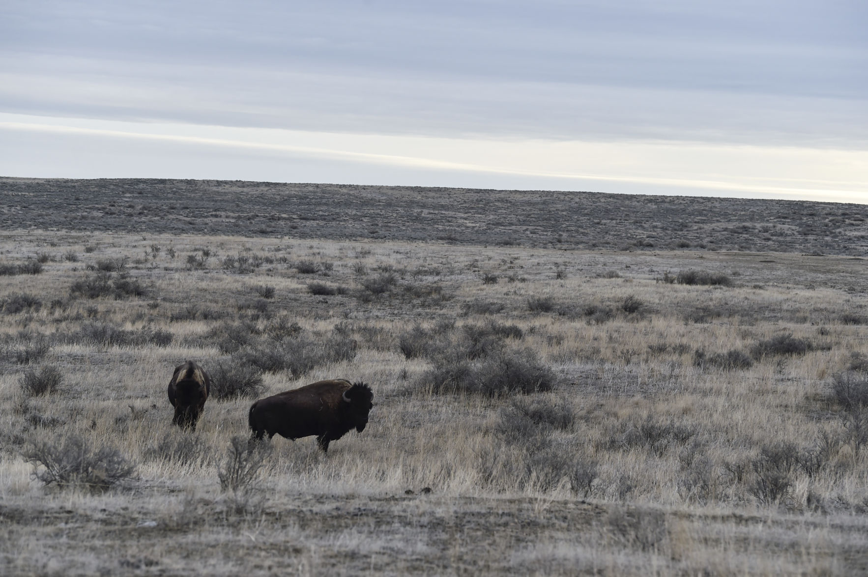 APR Bison Harvest